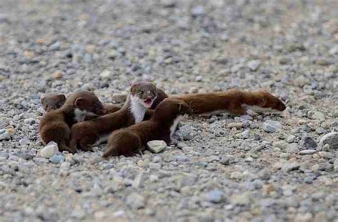 What Do Baby Weasels Eat?