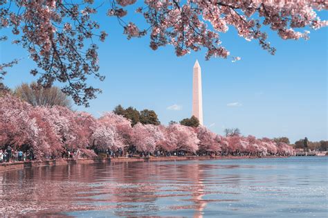 7 best places for cherry blossoms around the world besides Japan in 2022