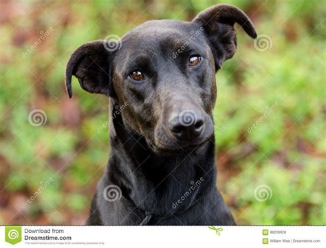 Black Lab Doberman Mix - blackjulc