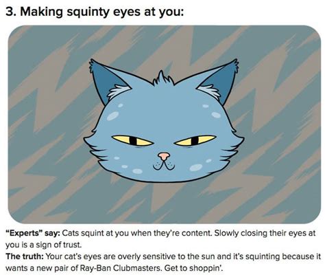 Cat Truth "Making Squinty Eyes At You" Cat Meme - Cat Planet | Cat Planet