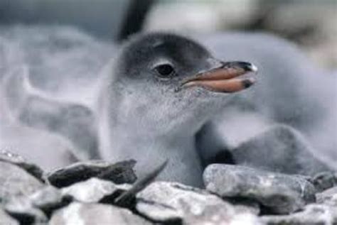 10 Interesting Gentoo Penguin Facts | My Interesting Facts