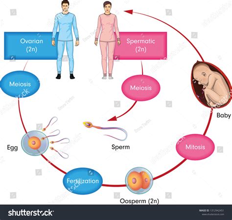 1.916 The Human Reproductive Process Bilder, Stockfotos und ...