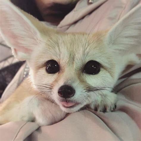 fennec does a blep : r/foxes