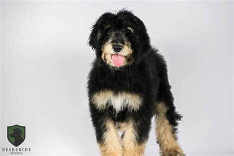 The Bernedoodle- History, Personality, Care and more