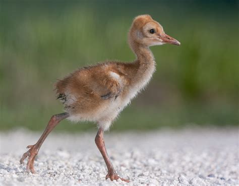 Sandhill Crane Baby | Sandhill Crane Baby crossing the road,… | Flickr