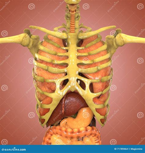 Human Skeleton with Organs (Lungs, Liver, Large and Small Intestine with Kidneys) Stock ...