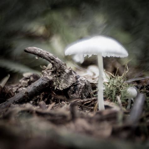 Ghost Mushroom Photograph by Sarah Beth Smith