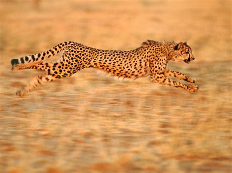 Top 126 + The most fastest animal - Lifewithvernonhoward.com