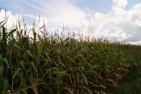 The yellow corn stock photo. Image of blue, harvest - 124430286