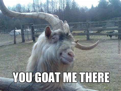 51 Funniest Goat Memes Photos, Pictures, Images & Gifs | Picsmine