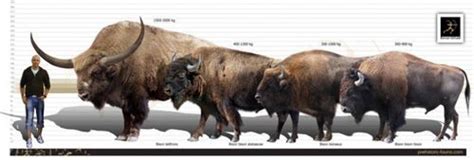 Image result for bison hump | Prehistoric animals, Prehistoric creatures, Ancient animals