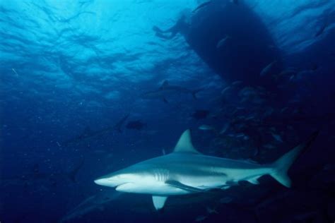 Free Images : marine biology, requiem shark, carcharhiniformes, tiger shark, cartilaginous fish ...