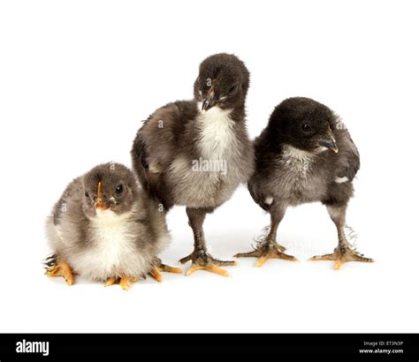 Maran chicken hi-res stock photography and images - Alamy