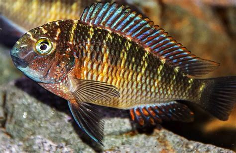 Top 10 Lake Tanganyika Cichlids (With Pictures & Full List)