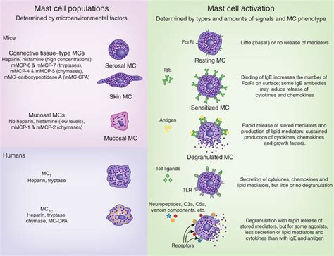 Mast Cells In Connective Tissue