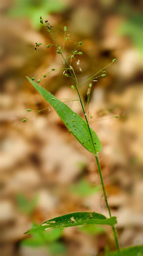 Grass (panicum sp?) | Also see the close-up I edited the hec… | Flickr