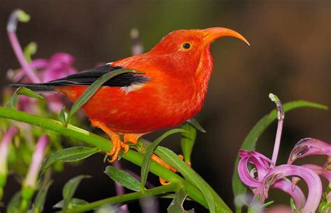 ʻIʻiwi - American Bird Conservancy