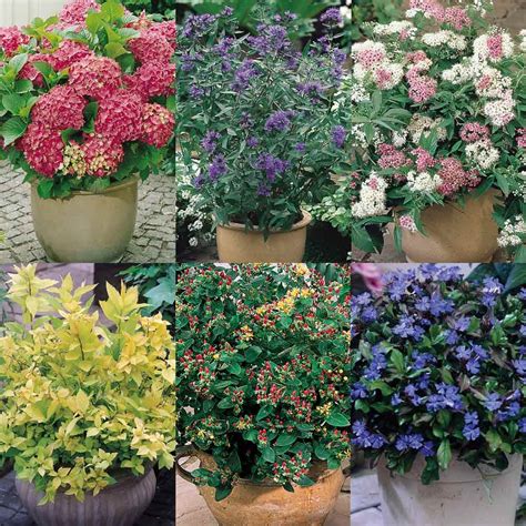 Dwarf Flowering Shrubs for Your Garden | Dwarf flowering shrubs, Flowering shrubs, Plants