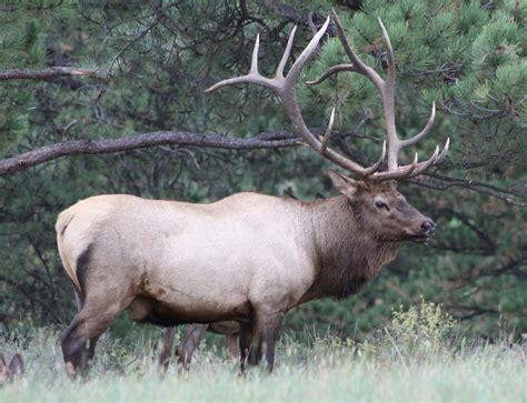 Big Elk at Garris | 2012 LTER ASM | Elk, Elk photo, Elk hunting tips