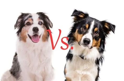 Border Collie Vs. Australian Shepherd: An In-Depth Comparison