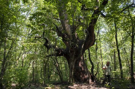 Cea mai bătrână pădure din România - Pădurea Mociar