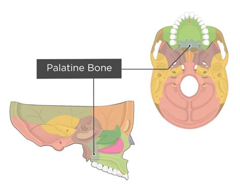 Palatine bone: anatomy and labeled diagram | GetBodySmart