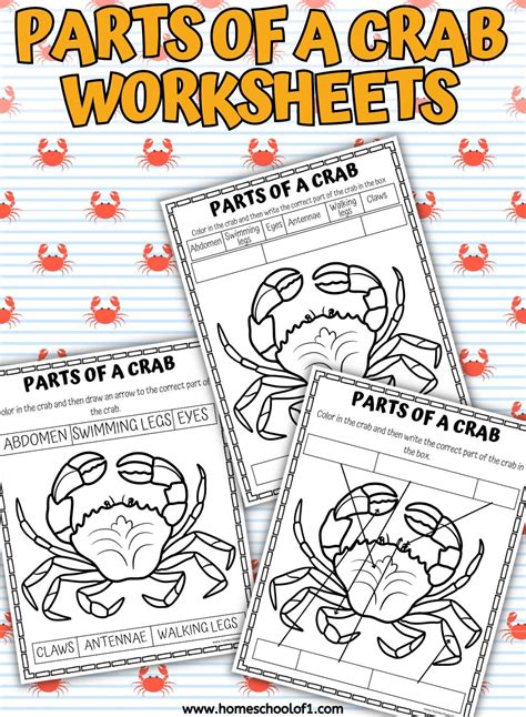 Free Parts of a Crab Worksheet | Homeschool activities, Free homeschool ...