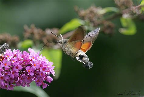 Hummingbird moth – Images Au Natural