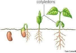 What Are Cotyledons? - Home Microgreens