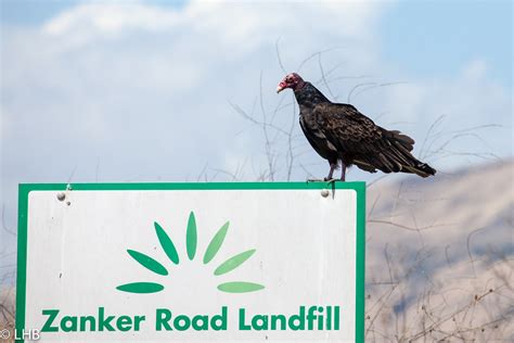 Turkey Vulture | Don Edwards Wildlife Refuge Alviso, CA - 20… | Flickr