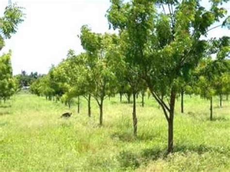 Neem Tree Plantations - YouTube