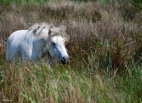 Provence Day Trip: Camargue Natural Park