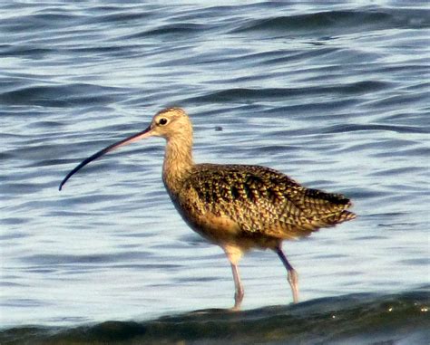 Aransas National Wildlife Refuge – Bird Noetz