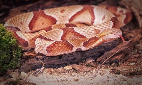 See the 10 Coolest Looking Snakes Found Slithering Around the United ...