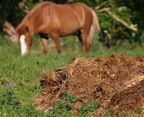 Manure - Wikipedia