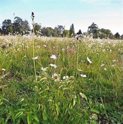 EM8F Wild Flowers for Wetlands - Emorsgate Seeds