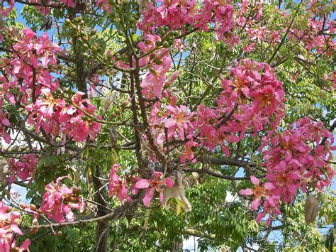 The Silk Floss Tree – Santa Barbara Beautiful