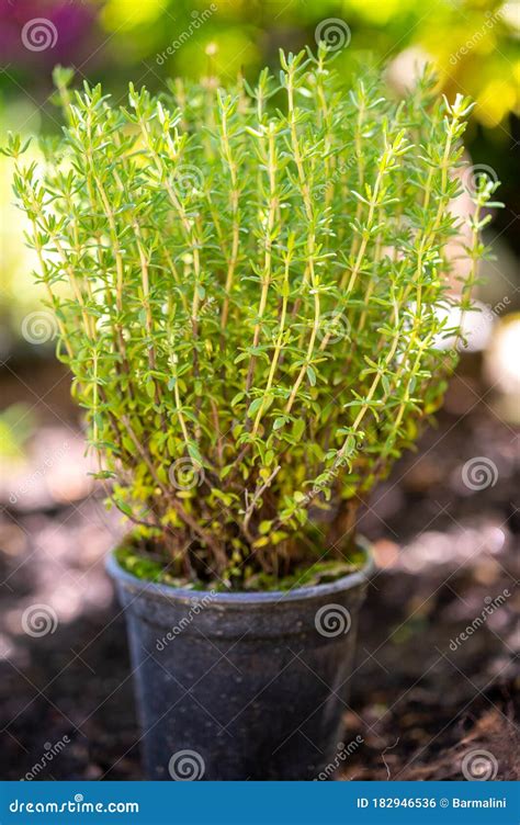 Organic Aromatic Herb Thyme Growing in Garden Stock Photo - Image of ...