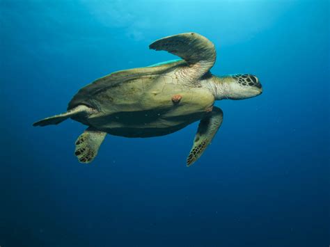 Green Turtle off #GreatBarrierReef #Queensland #Australia | Turtle, Green turtle, Great barrier reef