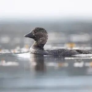 Musk duck - Facts, Diet, Habitat & Pictures on Animalia.bio