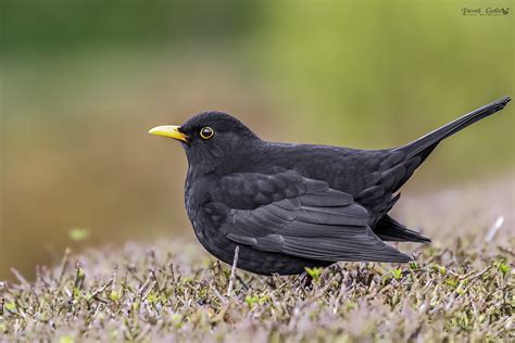 Uccello nero comune (Turdus merula) | JuzaPhoto