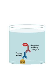 How Does ELISA Work? | Cell Signaling Technologies | Cell Signaling ...