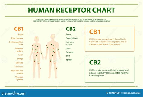 Human Cannabinoid Receptors Horizontal Business Infographic Cartoon ...