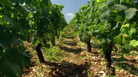 Green Grapes on a vine image - Free stock photo - Public Domain photo - CC0 Images