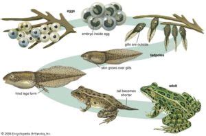 Metamorphosis - Definition and Types of Metamorphosis - CBSE Class Notes Online - Classnotes123