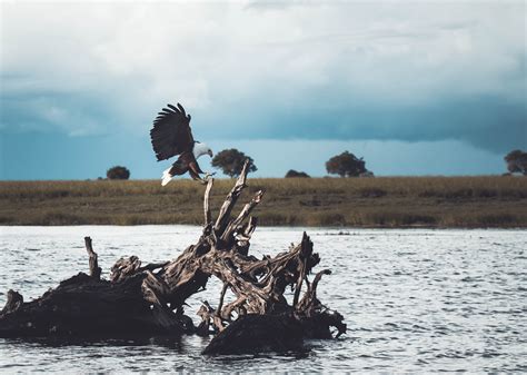 1920x1080 wallpaper | eagle landing on a tree on a water form | Peakpx