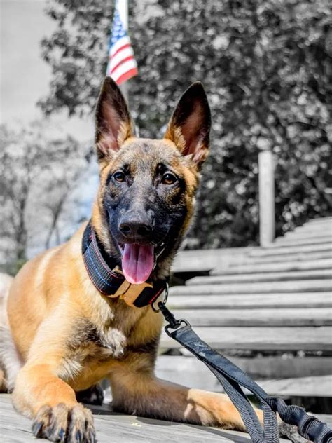 Belgian Malinois Police Dog | Tactical Police K9 Training