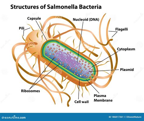 Salmonella Cell Structures and Anatomy Stock Vector - Illustration of labeled, prokaryotic ...