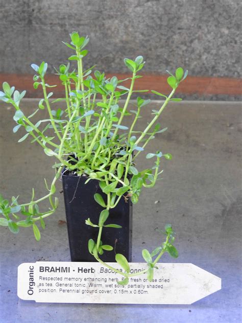 Brahmi plant | Bacopa monniera - All Rare Herbs, specialist herb nursery