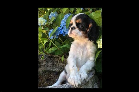 Legacy Cavaliers And English Toy Spaniels - English Toy Spaniel Puppies For Sale - Born on 03/03 ...